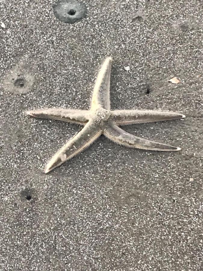 Beachfront Condo With Ocean View Hilton Head Island Ngoại thất bức ảnh